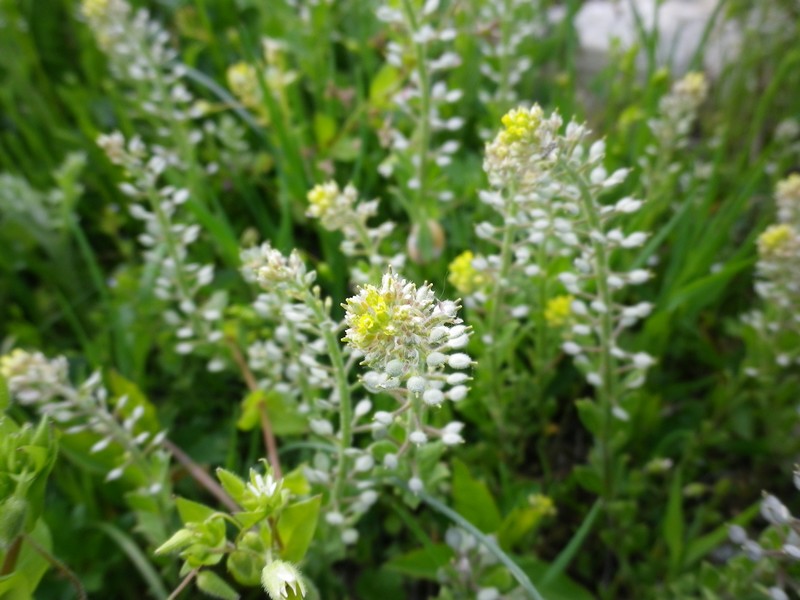 Bianchi a punta gialla - Alyssum sp.